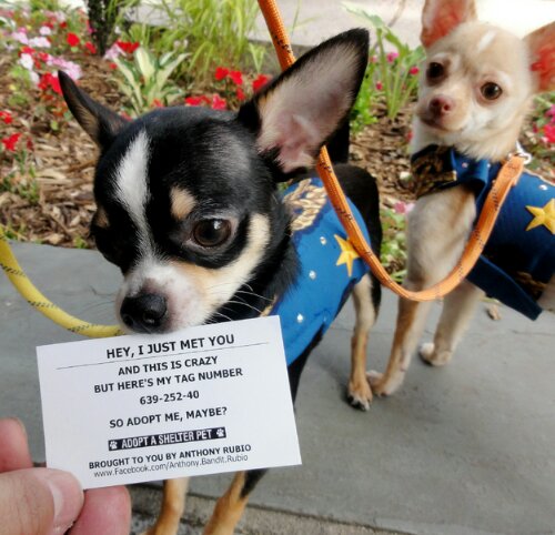 so-adopt-me-maybe-13991-1338333364-5.jpg image